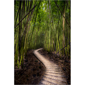 Bamboo_Forest